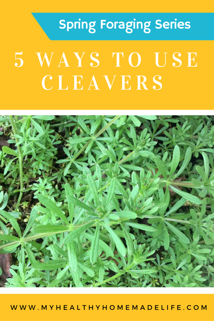 Spring Foraging 5 Ways to Use Cleavers Herbs Herbal Remedies
