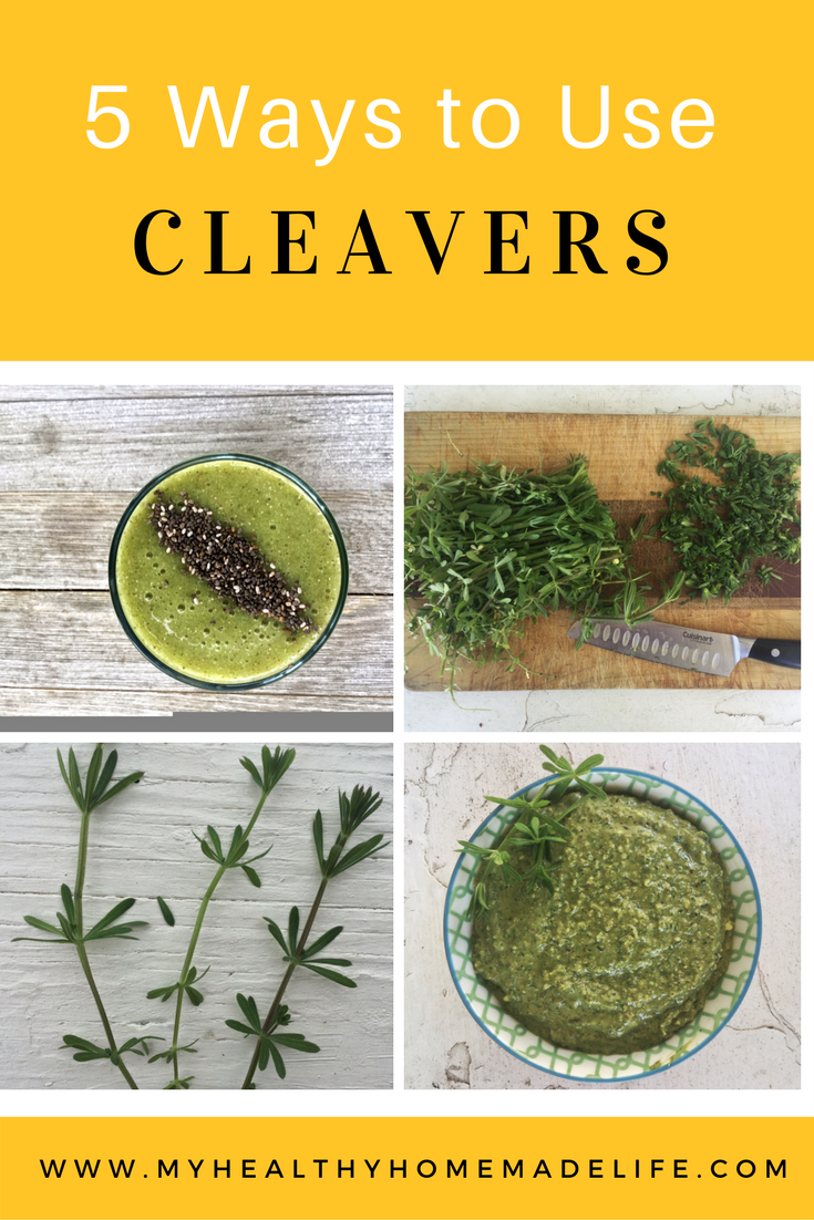 Spring Foraging 5 Ways to Use Cleavers Herbs Herbal Remedies