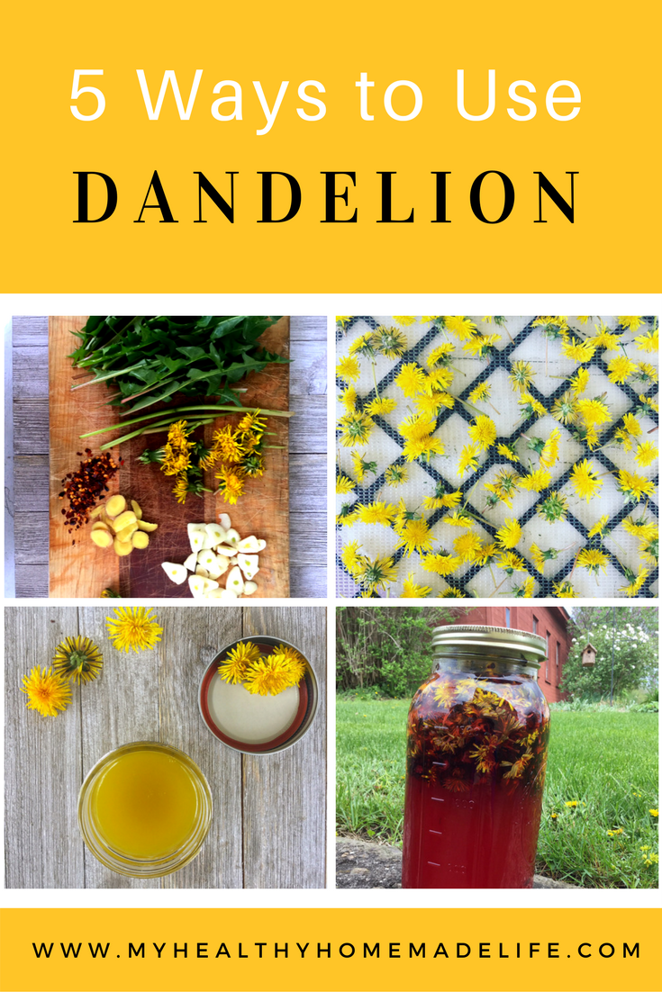 Spring Foraging 5 Ways to Use Dandelion My Healthy Homemade Life