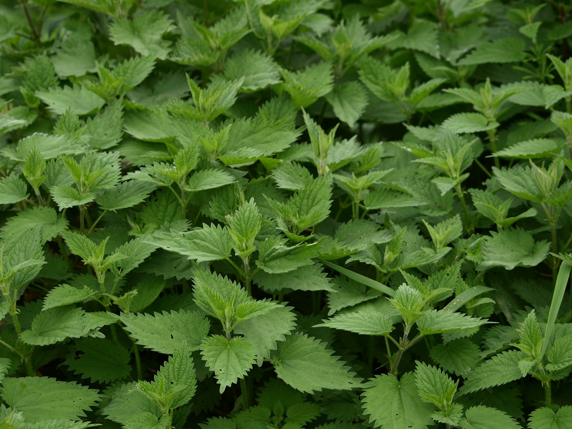 Spring Foraging 5 Ways to Use Nettle My Healthy Homemade Life