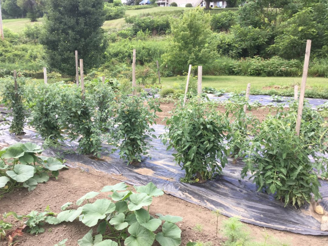 Northeast Gardening — Mid July