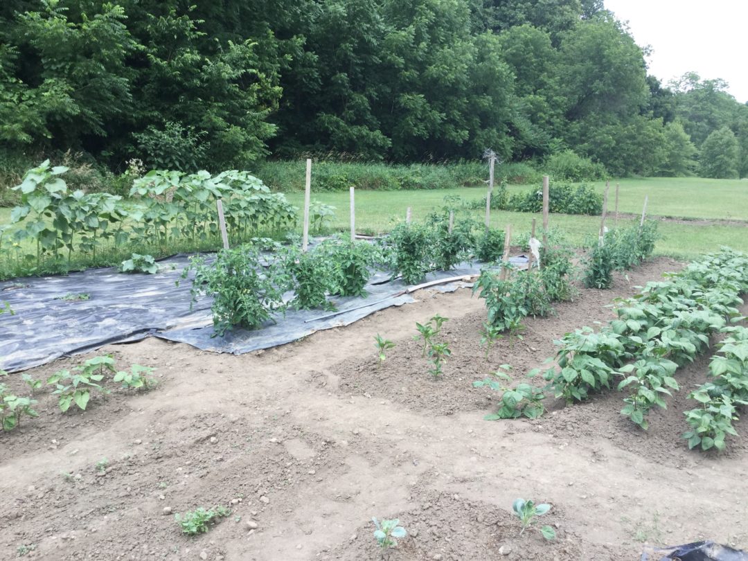 Northeast Gardening — Mid July