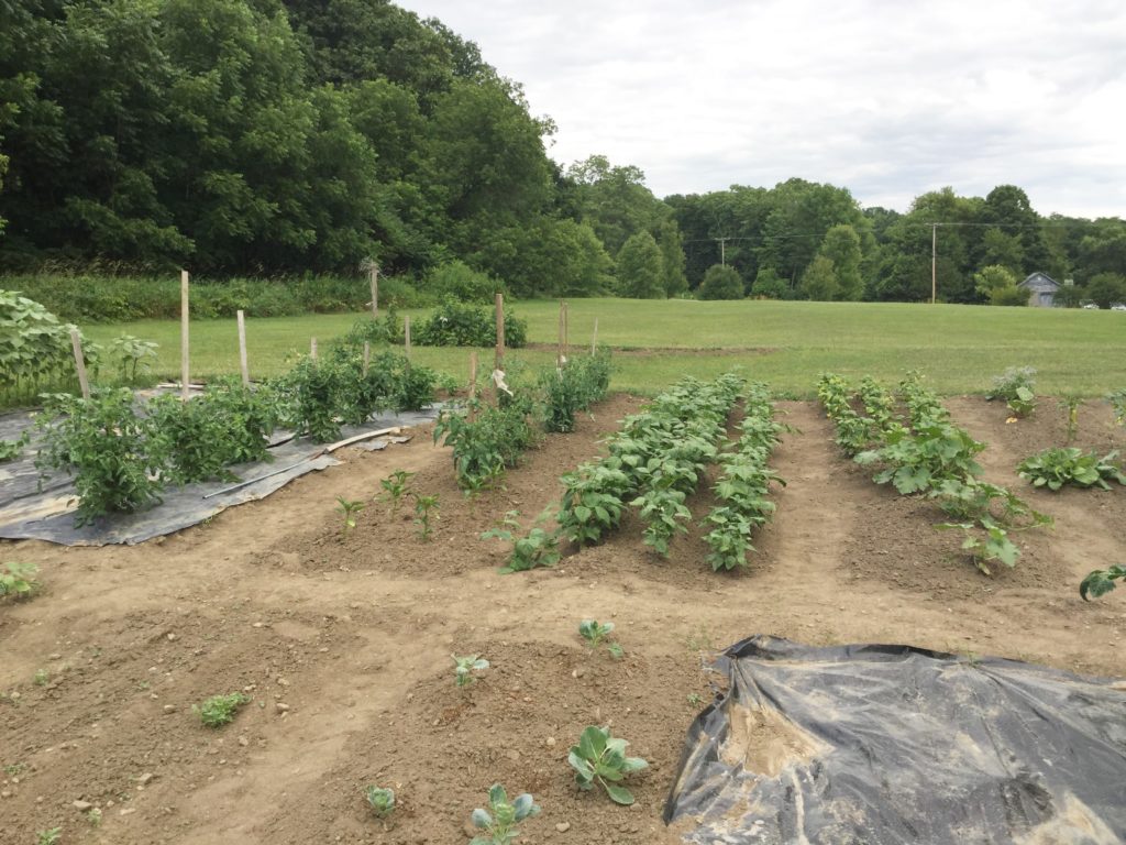 July Garden