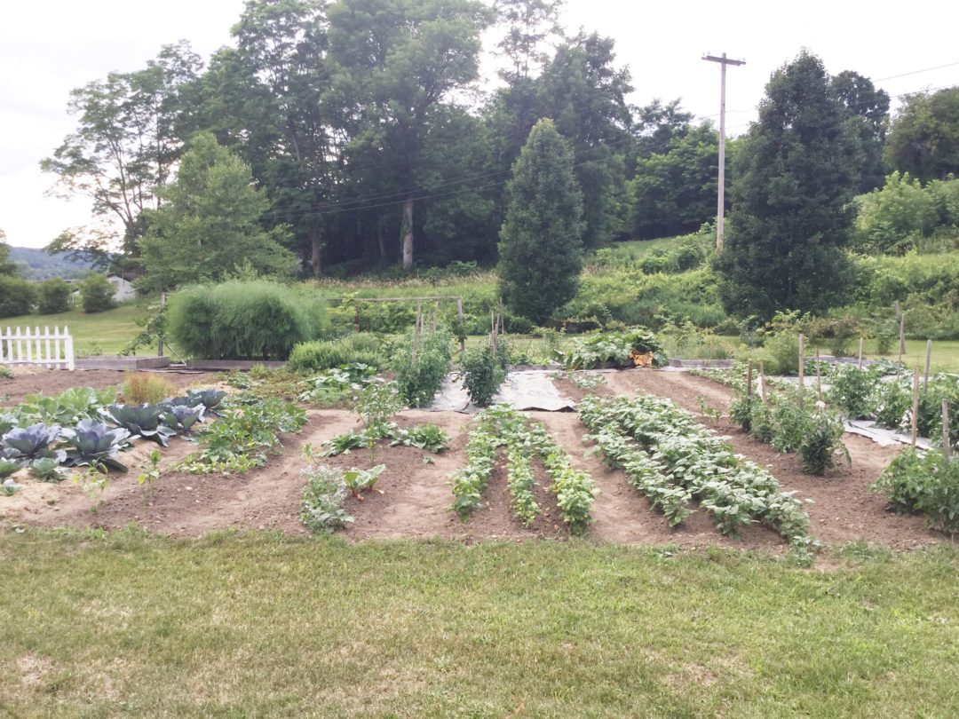 Northeast Gardening — Mid July