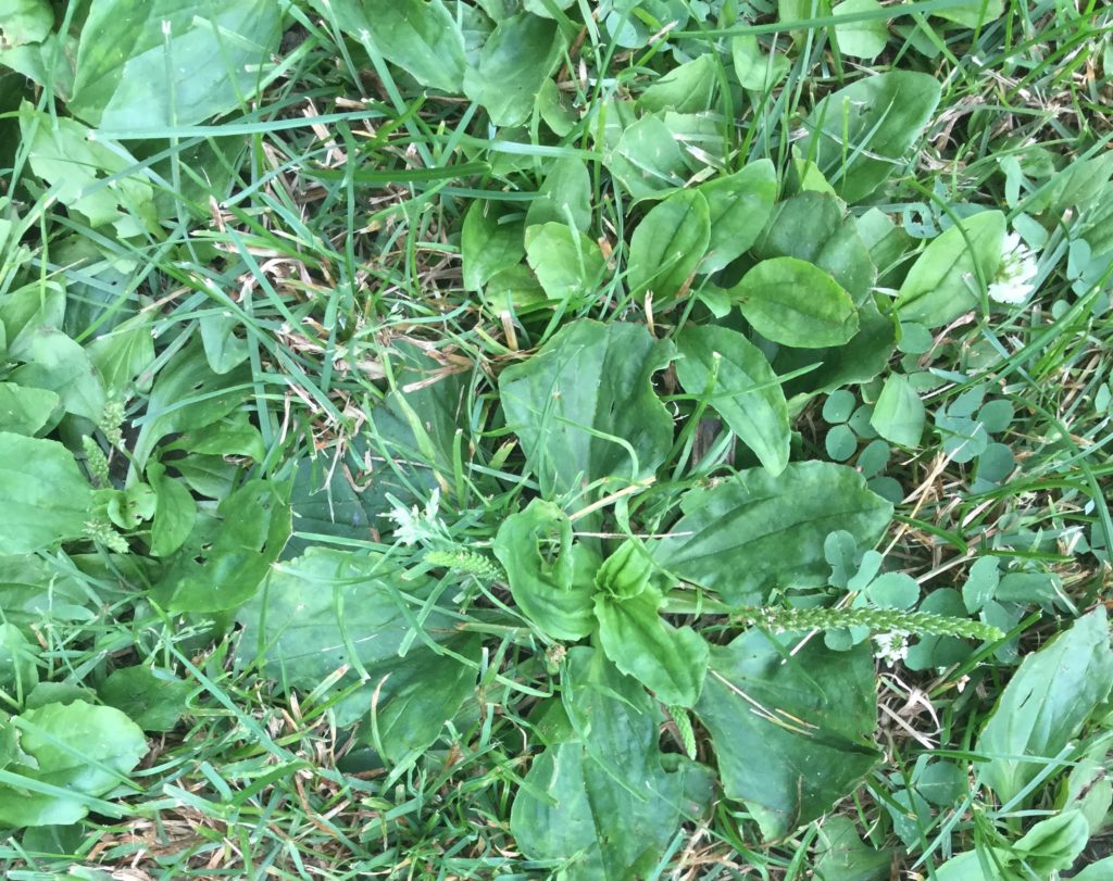 Spring Foraging for Wild Edibles -- What I Found in My Backyard | My Healthy Homemade Life