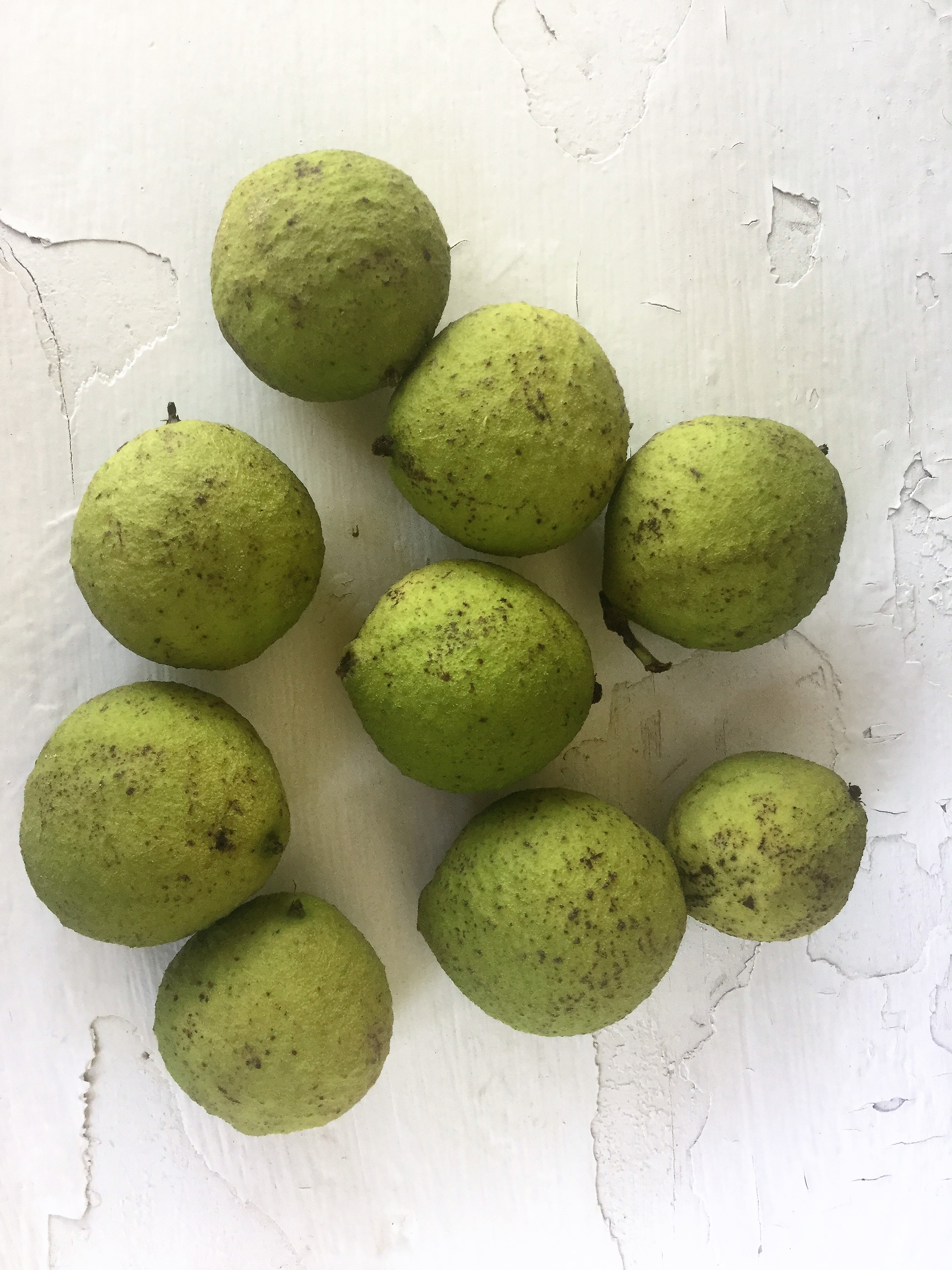 How to Make a Black Walnut Tincture - My Healthy Homemade Life