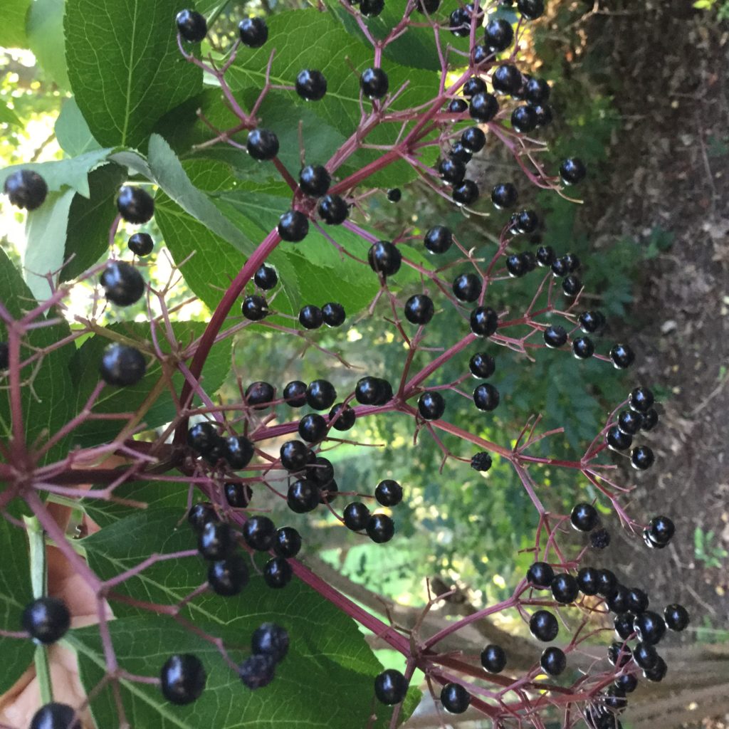 Elderberry is considered one of the most powerful herbs at preventing and treating cold and flu. Learn how to make Homemade Elderberry Cold & Flu Syrup. It's delicious and my kids love it! 