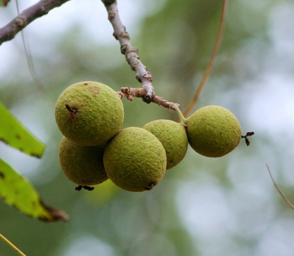 How to Make a Black Walnut Tincture | Herbal Home Remedies | Healthy Recipes | DIY | My Healthy Homemade Life | #blackwalnut #healthy #herbal #homeremedies