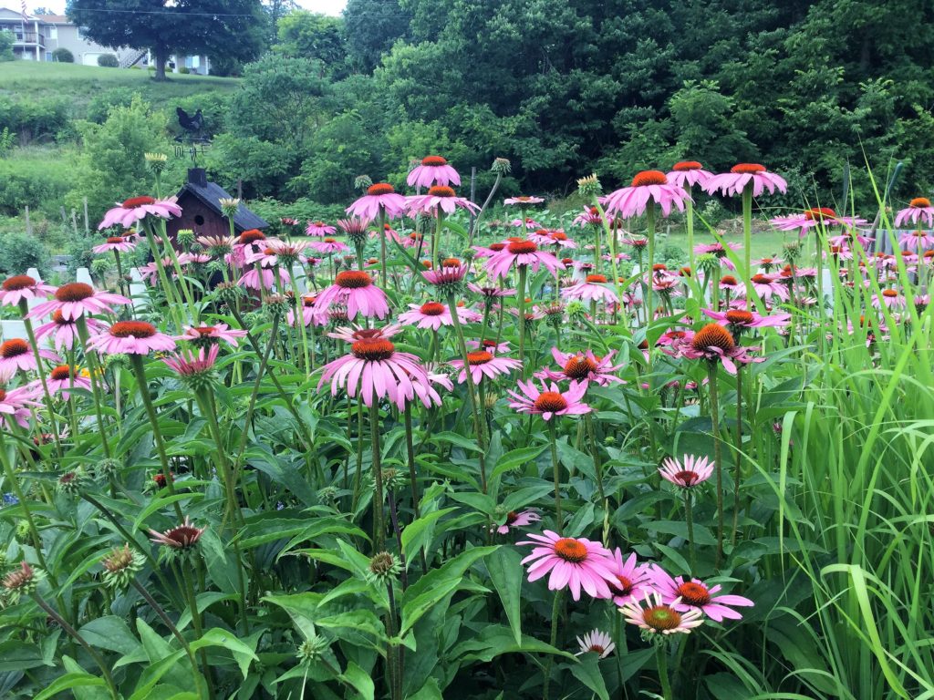 Learn how to make an immune boosting Echinacea Tincture & Throat Spray to prepare for the cold & flu season. Easy, DIY instructions using fresh or dried echinacea root. 