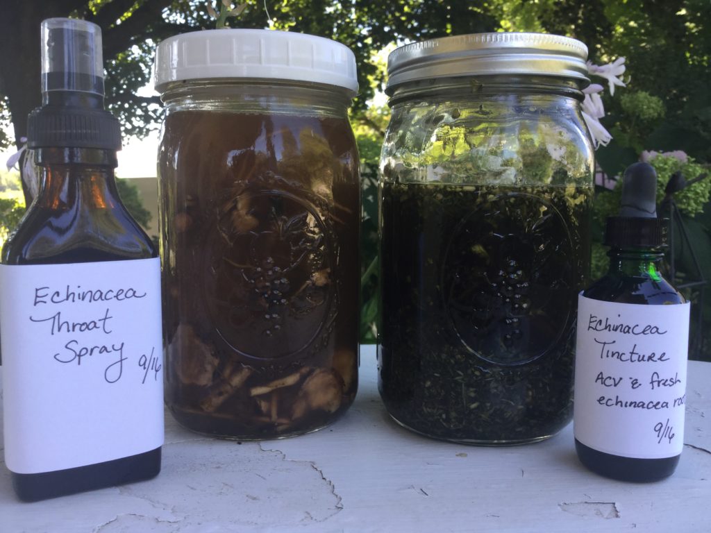 Learn how to make an immune boosting Echinacea Tincture to prepare for the cold & flu season. Easy, DIY instructions using fresh or dried echinacea root.