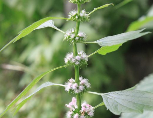 Motherwort | Herbs | Herbal Remedies | Home Remedies | Gardening | Growing Herbs | My Healthy Homemade Life