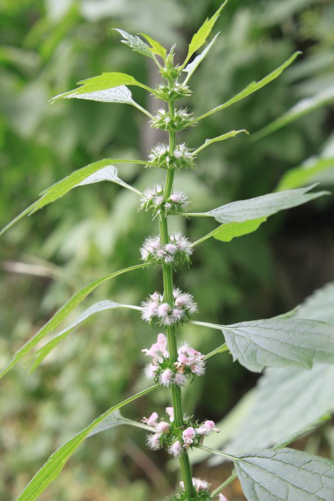 Motherwort | Herbs | Herbal Remedies | Home Remedies | Gardening | Growing Herbs | My Healthy Homemade Life