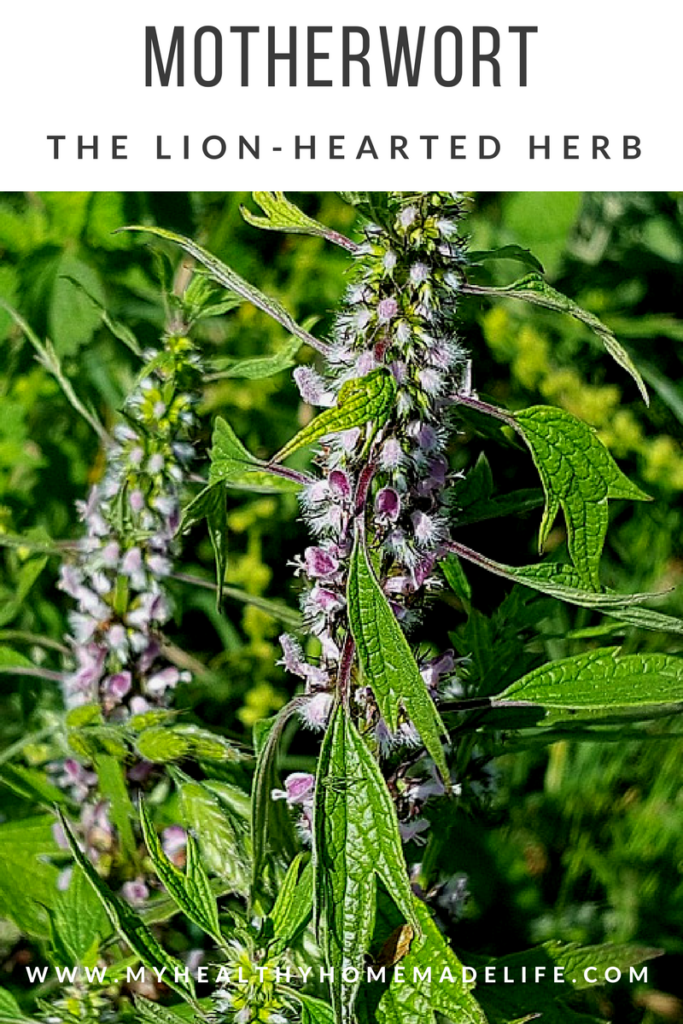 Motherwort | Herbs | Herbal Remedies | Home Remedies | Gardening | Growing Herbs | My Healthy Homemade Life 