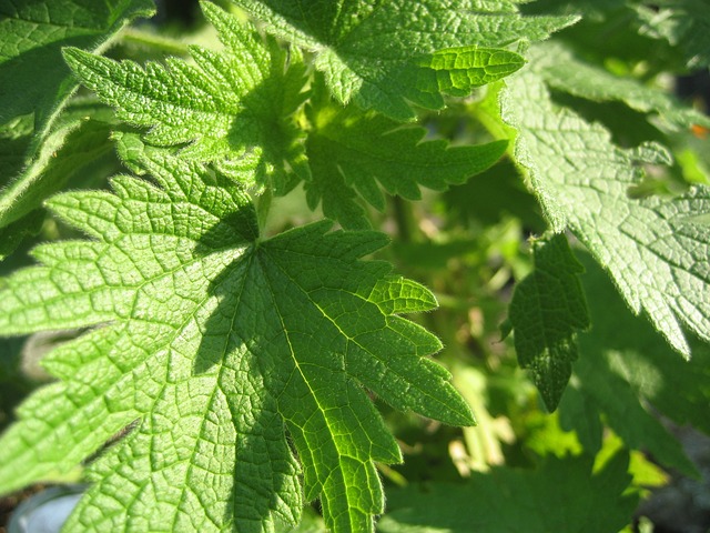 Motherwort | Herbs | Herbal Remedies | Home Remedies | Gardening | Growing Herbs | My Healthy Homemade Life