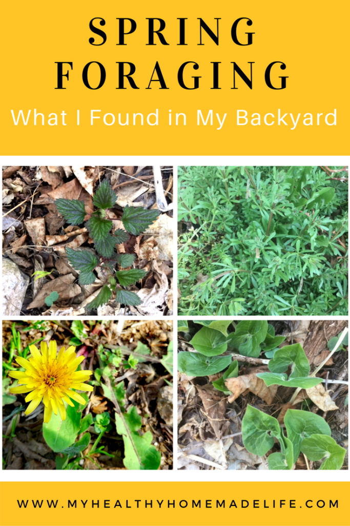 Spring Foraging for Wild Edibles -- What I Found in My Backyard | My Healthy Homemade Life