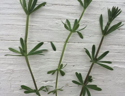 Spring Foraging | 5 Ways to Use Fresh Cleavers | Cleavers Recipes | How to Use Cleavers | Cleavers Pesto | Cleavers Smoothie | Cleavers Vinegar | Cleavers Tea