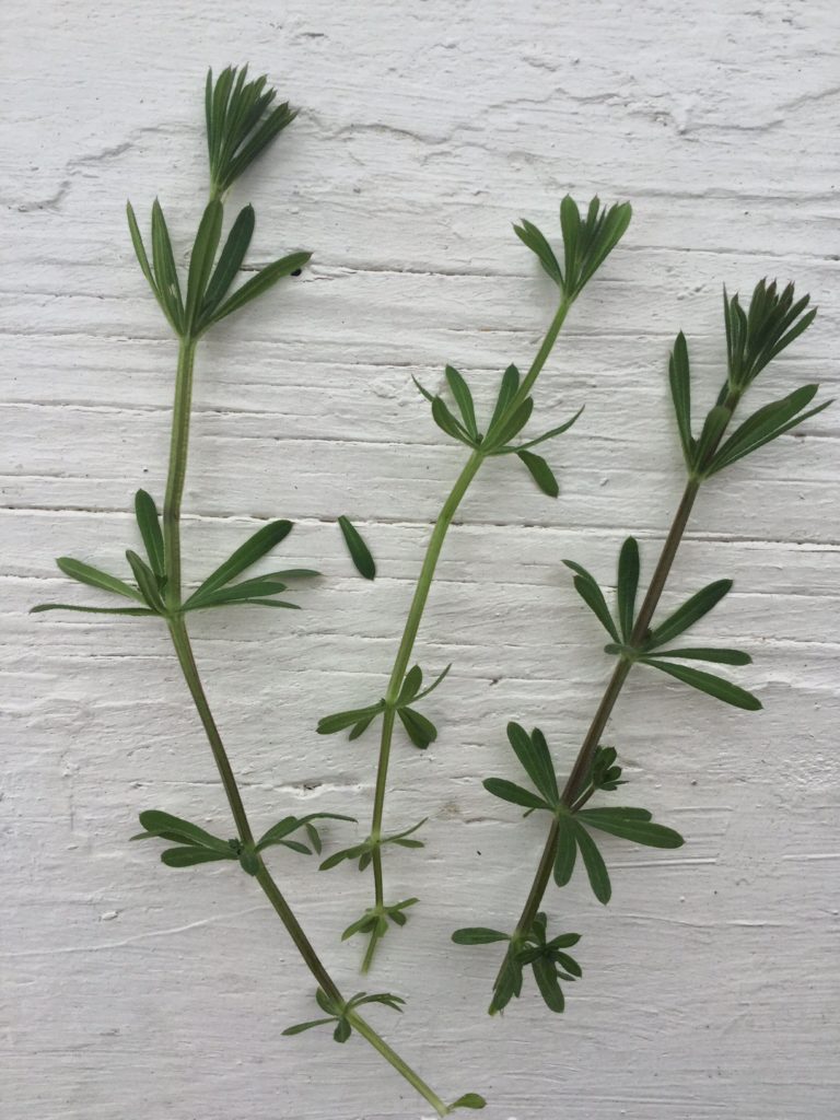 Spring Foraging | 5 Ways to Use Cleavers | Herbs | Herbal Remedies | Home Remedies | Healthy Recipes | Herbal DIY | My Healthy Homemade Life 