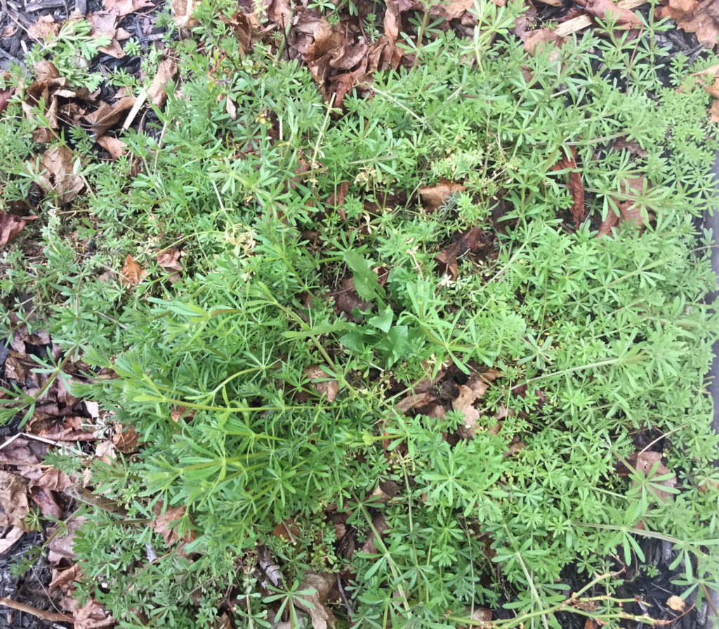 Spring Foraging | 5 Ways to Use Cleavers | Herbs | Herbal Remedies | Home Remedies | Healthy Recipes | Herbal DIY | My Healthy Homemade Life