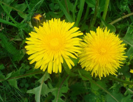 Spring Foraging for Wild Edibles -- What I Found in My Backyard | My Healthy Homemade Life