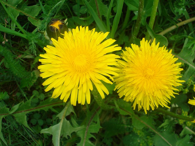 Spring Foraging for Wild Edibles -- What I Found in My Backyard | My Healthy Homemade Life