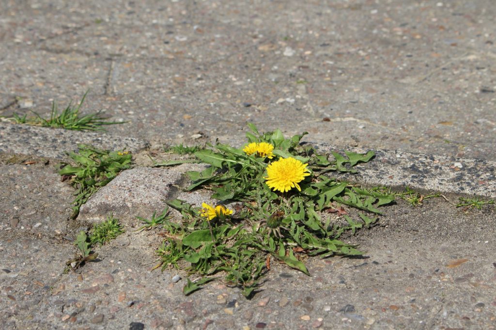 Spring Foraging for Wild Edibles -- What I Found in My Backyard | My Healthy Homemade Life