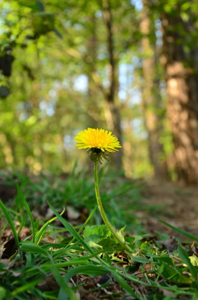 Spring Foraging for Wild Edibles -- What I Found in My Backyard | My Healthy Homemade Life