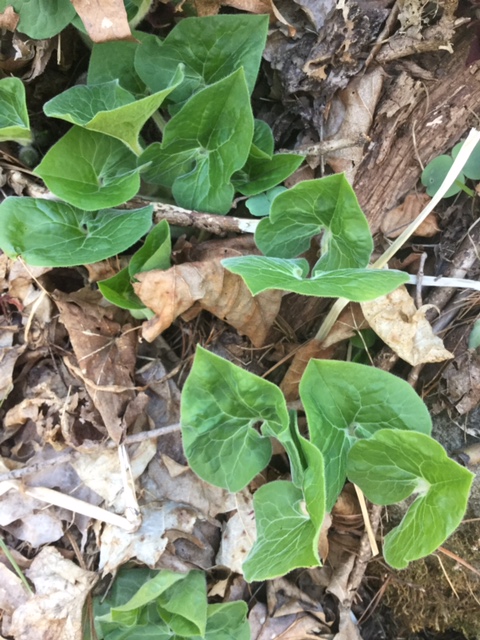 Spring Foraging for Wild Edibles -- What I Found in My Backyard | My Healthy Homemade Life