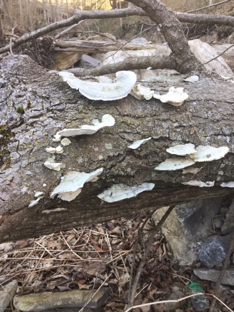 Spring Foraging for Wild Edibles -- What I Found in My Backyard | My Healthy Homemade Life 