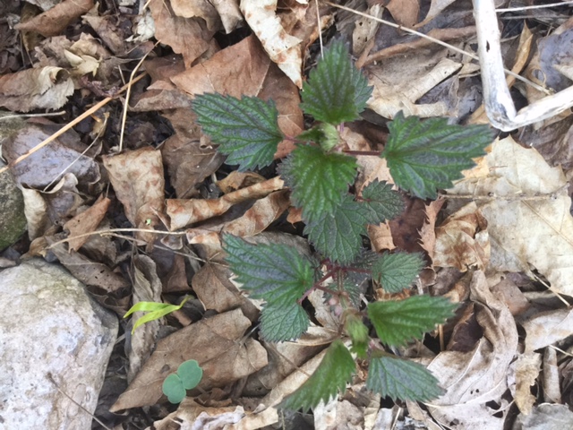 Spring Foraging for Wild Edibles -- What I Found in My Backyard | My Healthy Homemade Life 