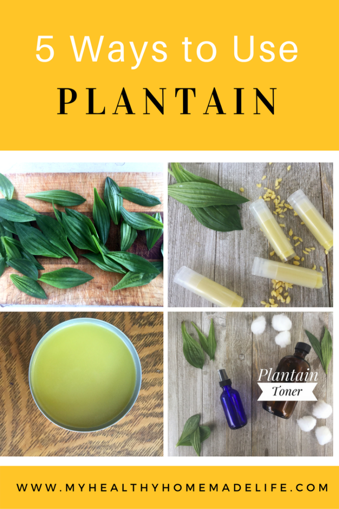Spring Foraging | 5 Ways to use Plantain Herb | Herbs | Herbal DIY | Healthy Recipes | Vegetable Broth | All Purpose Salve | Bug Bite Stick | Home Remedy | Poultice | Facial Toner | My Healthy Homemade Life