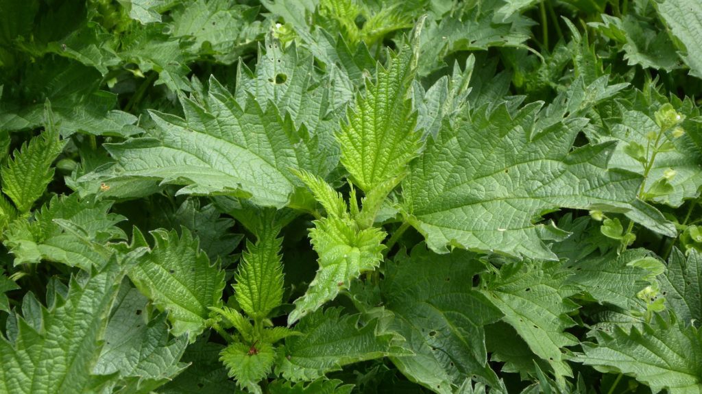 Wild Edible Plant Foraging How to Make Nettle Leaf Tea