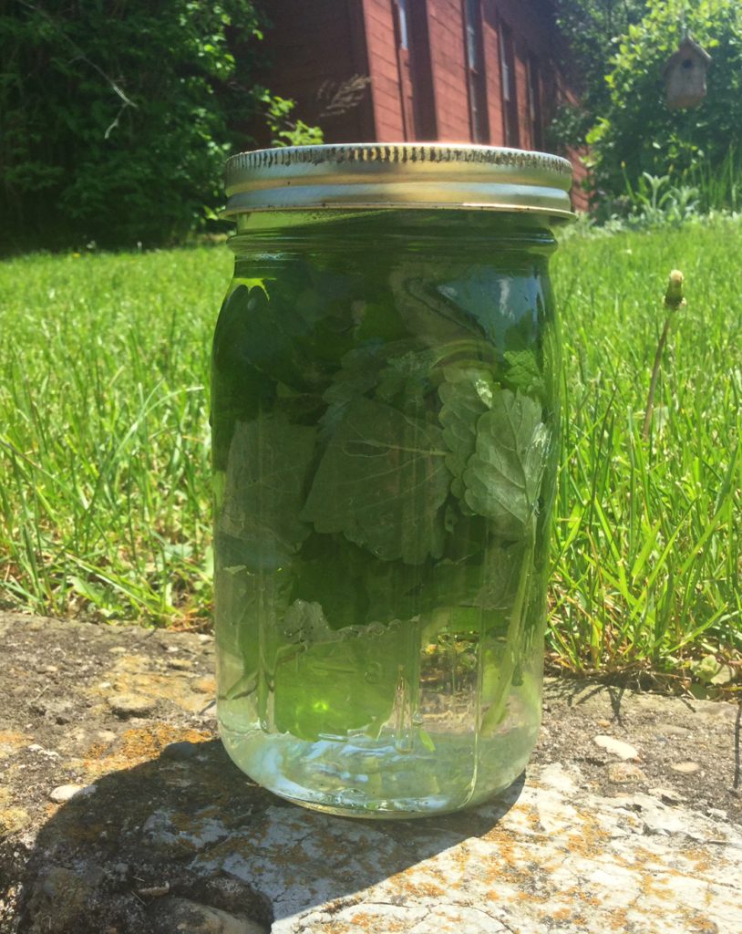 Spring Foraging | 5 Ways to Use Stinging Nettle | Herbal Tea | Wilted Nettle Greens | Nettle Chips | Hair Rinse | Herbs | Healthy Recipes | DIY | My Healthy Homemade Life 