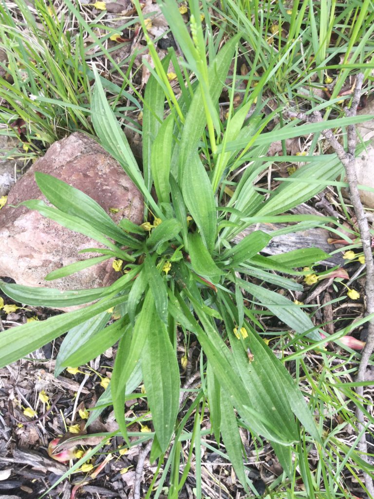 Spring Foraging | 5 Ways to use Plantain Herb | Herbs | Herbal DIY | Healthy Recipes | Vegetable Broth | All Purpose Salve | Bug Bite Stick | Home Remedy | Poultice | Facial Toner | My Healthy Homemade Life