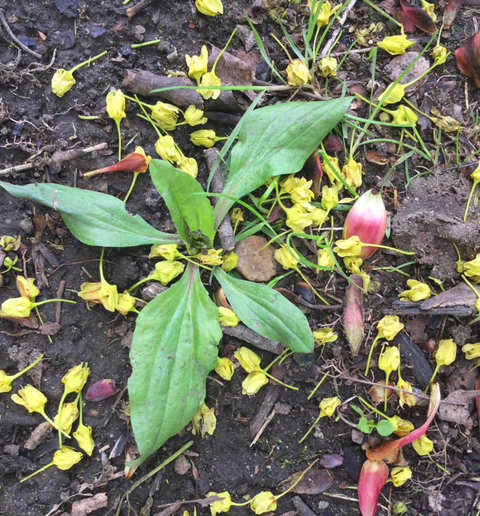 Spring Foraging | 5 Ways to use Plantain Herb | Herbs | Herbal DIY | Healthy Recipes | Vegetable Broth | All Purpose Salve | Bug Bite Stick | Home Remedy | Poultice | Facial Toner | My Healthy Homemade Life