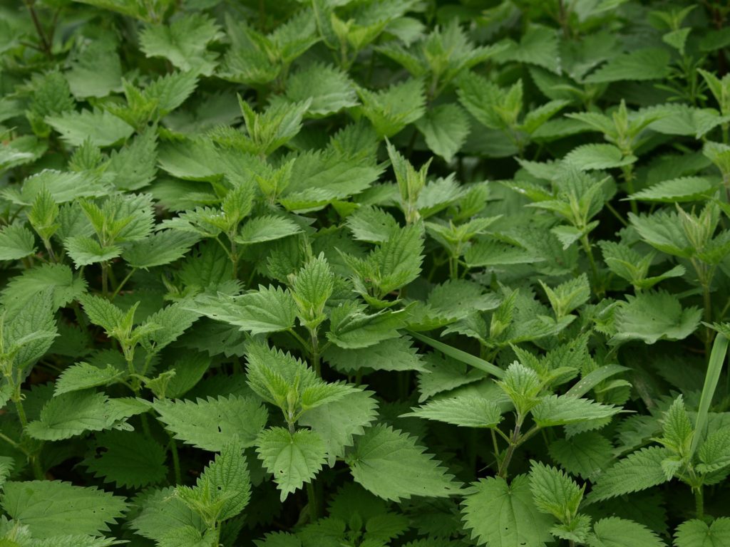 Spring Foraging | 5 Ways to Use Stinging Nettle | Herbal Tea | Wilted Nettle Greens | Nettle Chips | Hair Rinse | Herbs | Healthy Recipes | DIY | My Healthy Homemade Life