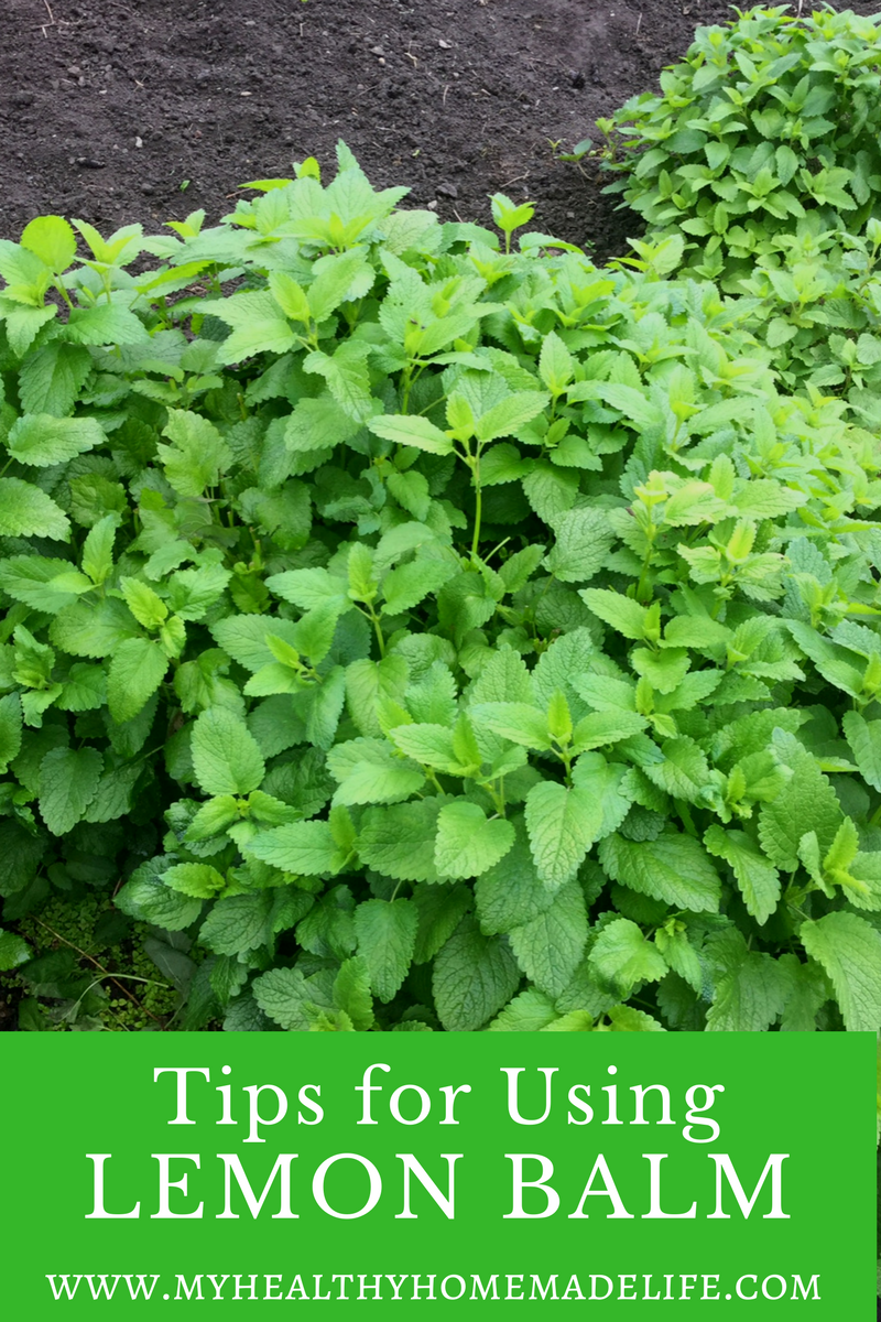 How to Use Lemon Balm for Stress, Tension and Anxiety | Herbal Remedies | Home Remedies | Herbal Tea Recipes | How to Make a Lemon Balm Tincture | How to Make a Lemon Balm Glycerite | My Healthy Homemade Life