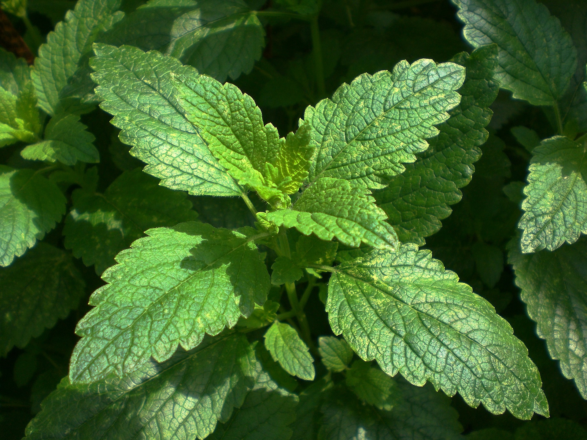 How to Use Lemon Balm for Stress, Tension and Anxiety | Herbal Remedies | Home Remedies | Herbal Tea Recipes | How to Make a Lemon Balm Tincture | How to Make a Lemon Balm Glycerite | My Healthy Homemade Life 
