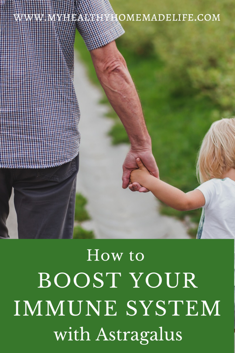 How to Boost Your Immune System with Astragalus My Healthy Homemade Life