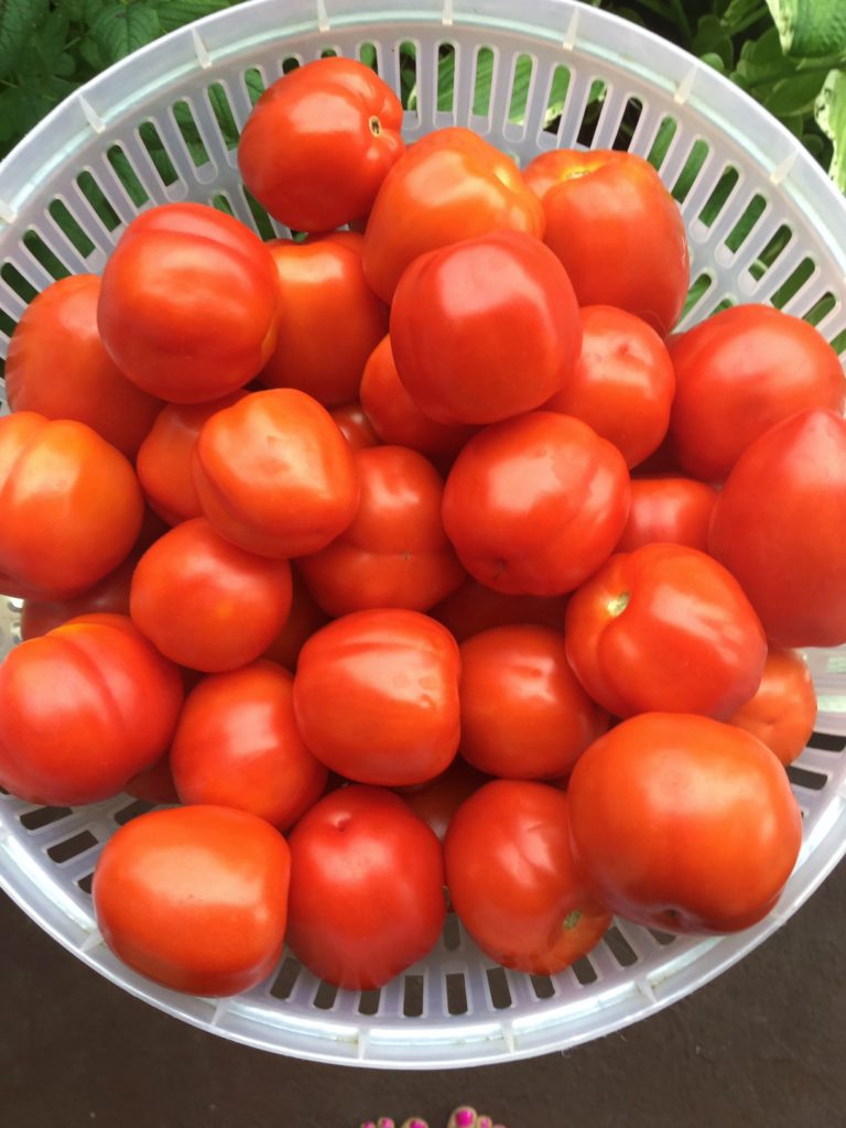 How to Make The Best Homemade Salsa with fresh tomatoes (for Canning) | Healthy Recipe | Preserving | My Healthy Homemade Life