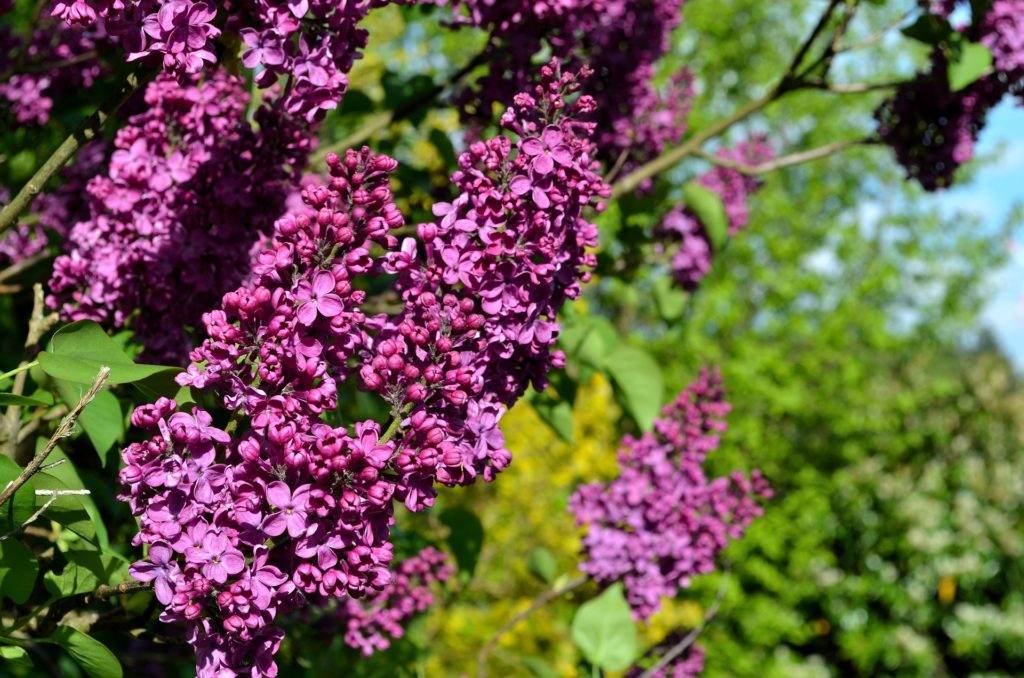 How to Make and Use Lilac Infused Honey Spread | Herbal DIY | Herbal Home Remedies | Healthy Living Recipes | Plant Based Diet | My Healthy Homemade Life #lilacs #honey #herbalremedies