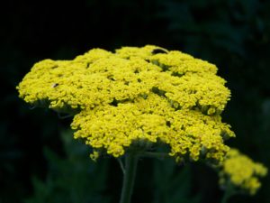 How to Use Yarrow for First Aid Home Remedy | Herbal Remedies | Healthy Herbs | My Healthy Homemade Life | #yarrow #homeremedies #herbalremedies 