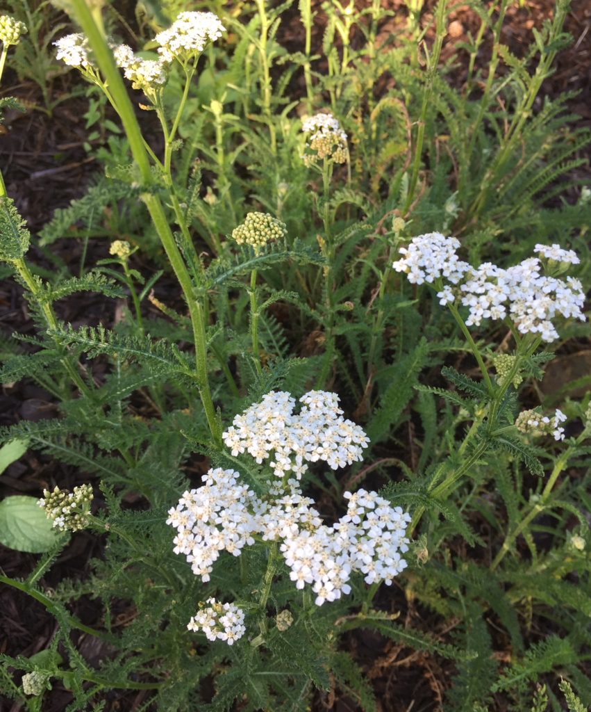 How to Use Yarrow for First Aid Home Remedy | Herbal Remedies | Healthy Herbs | My Healthy Homemade Life | #yarrow #homeremedies #herbalremedies 