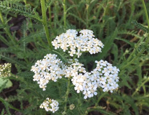 How to Use Yarrow for First Aid Home Remedy | Herbal Remedies | Healthy Herbs | My Healthy Homemade Life | #yarrow #homeremedies #herbalremedies