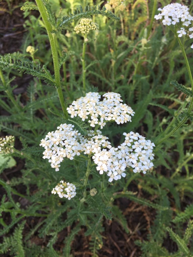 How to Use Yarrow for First Aid Home Remedy | Herbal Remedies | Healthy Herbs | My Healthy Homemade Life | #yarrow #homeremedies #herbalremedies 