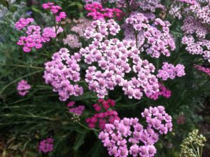 How to Use Yarrow for First Aid Home Remedy | Herbal Remedies | Healthy Herbs | My Healthy Homemade Life | #yarrow #homeremedies #herbalremedies 