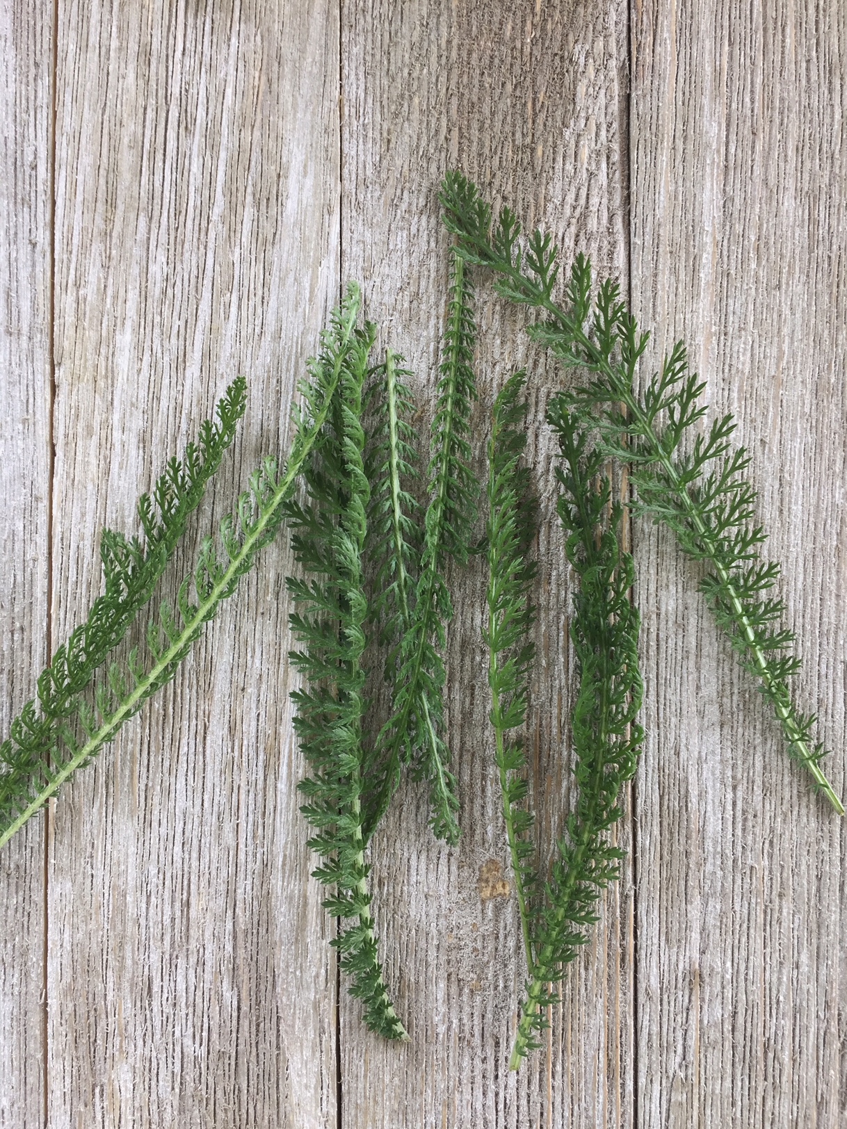 How to Use Yarrow as a First Aid Remedy My Healthy Homemade Life