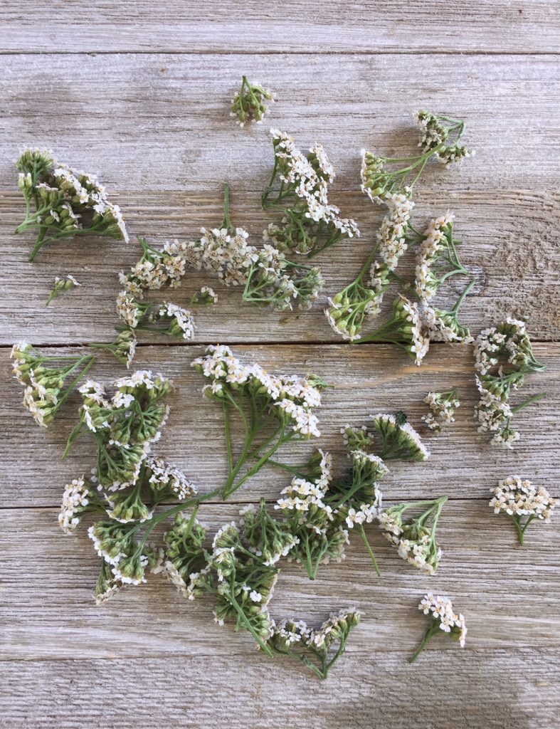 How to Use Yarrow as a Herbal Home Remedy | Tincture | Tea | Digestive Bitters | My Healthy Homemade Life #yarrow #homeremedies #herbs #herbal 