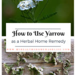 How to Use Yarrow as a Herbal Home Remedy | Tincture | Tea | Digestive Bitters | My Healthy Homemade Life #yarrow #homeremedies #herbs #herbal