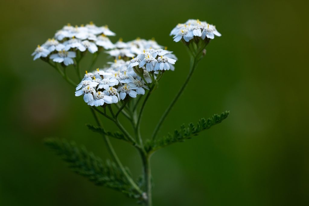 How to Use Yarrow as a Herbal Home Remedy | Tincture | Tea | Digestive Bitters | My Healthy Homemade Life #yarrow #homeremedies #herbs #herbal