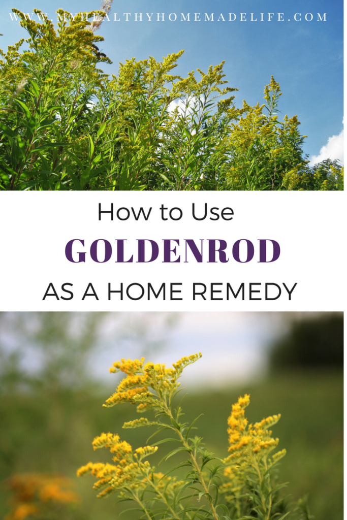 How to Use Goldenrod as a Home Remedy | Herbal Remedies & Recipes | Salve | Tea | Tincture | My Healthy Homemade Life | #herbal #homeremedies # homeremedy